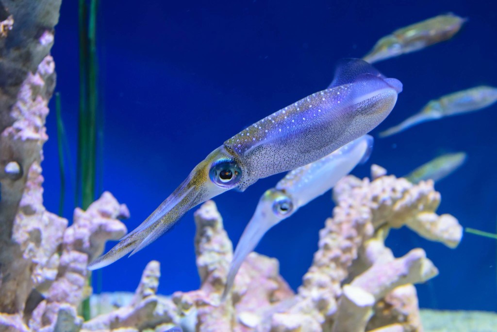 Monterey Bay Aquarium © Paolo Rota, 2015