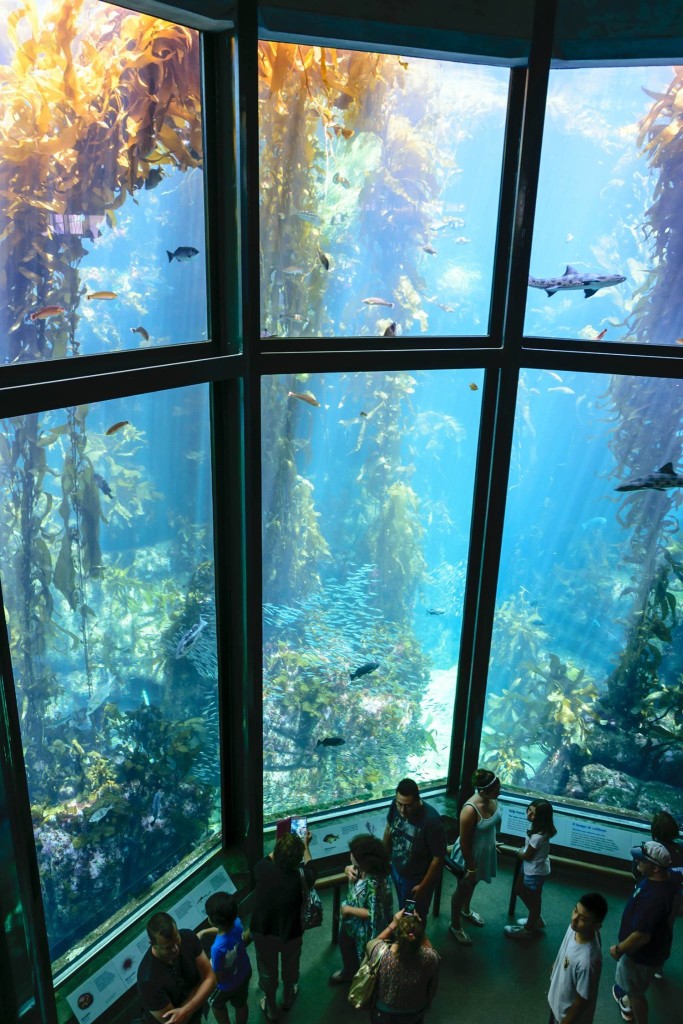 Monterey Bay Aquarium © Paolo Rota, 2015