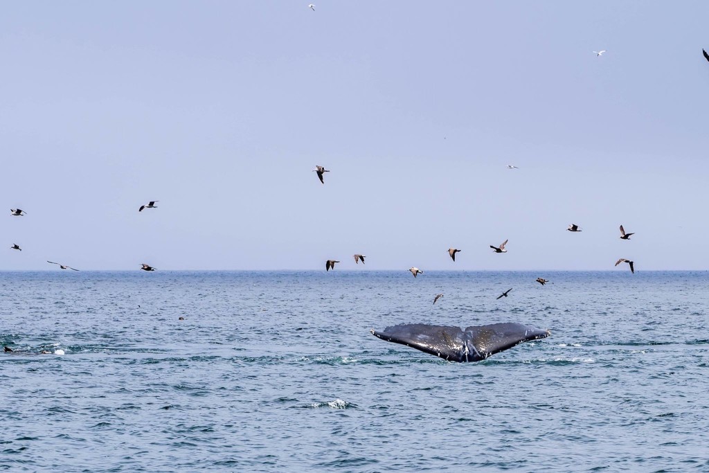 Monterey Bay Whale Watch © Paolo Rota, 2015