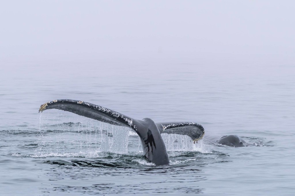 Monterey Bay Whale Watch © Paolo Rota, 2015