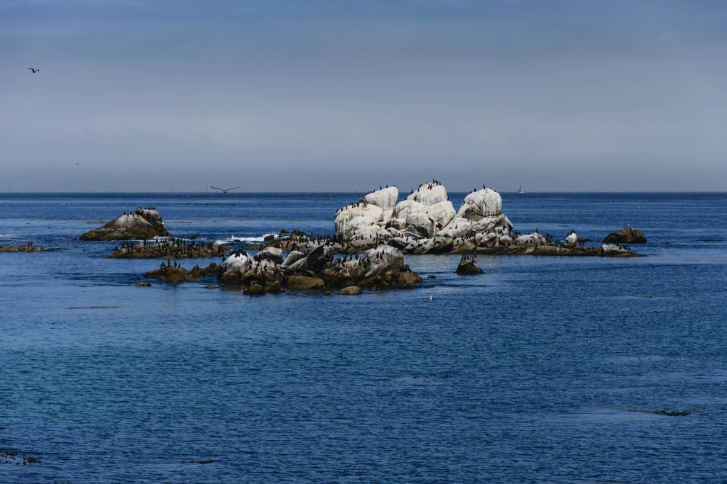 Cormorani in Monterey © Paolo Rota, 2015