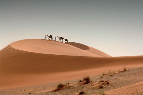 Camels-in-the-desert